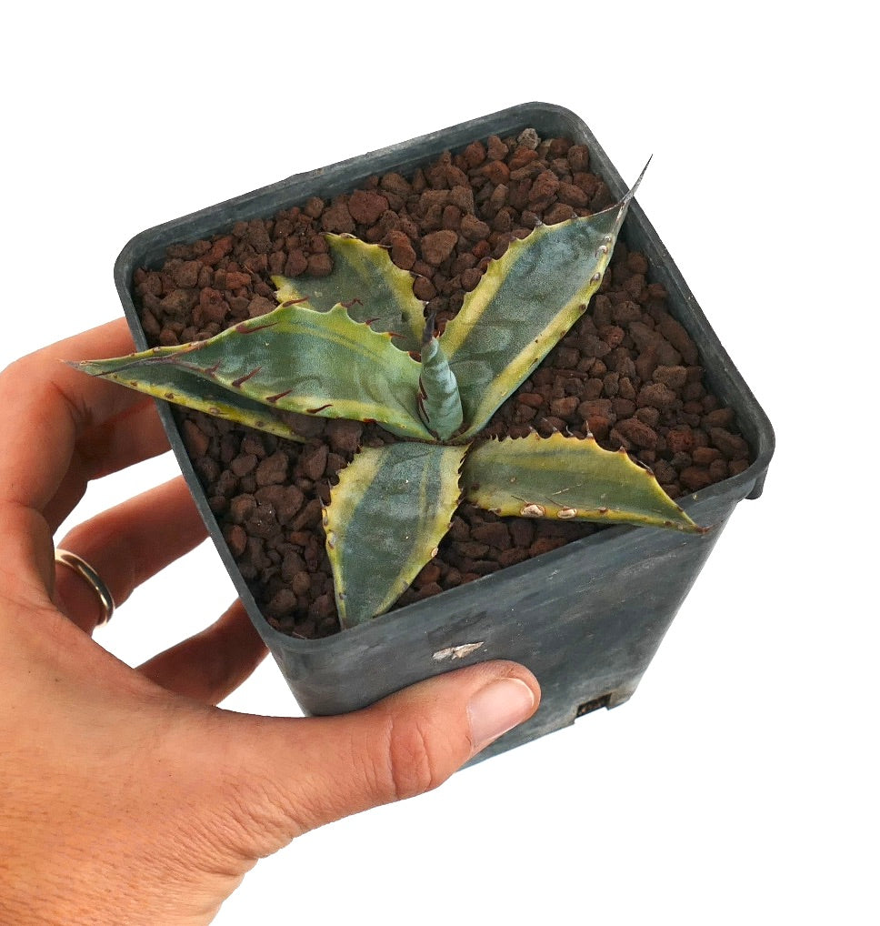 Agave subsimplex VARIEGATED