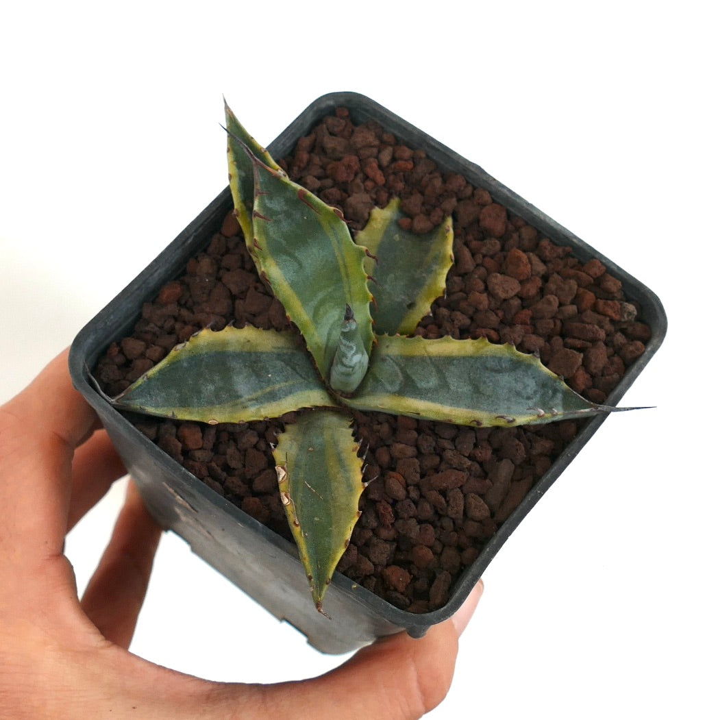 Agave subsimplex VARIEGATED