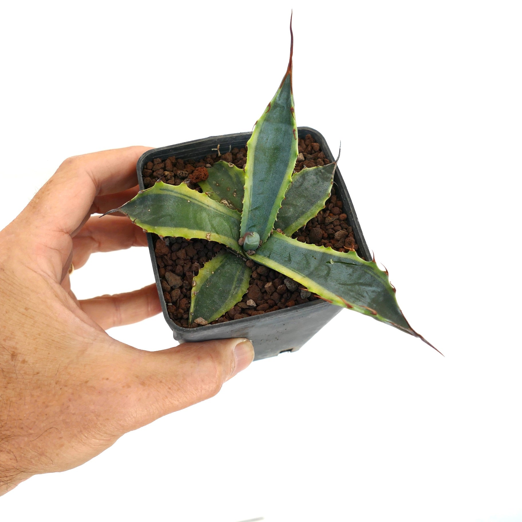 Agave subsimplex succulent with thick blue-green leaves and yellow variegated edges in pot