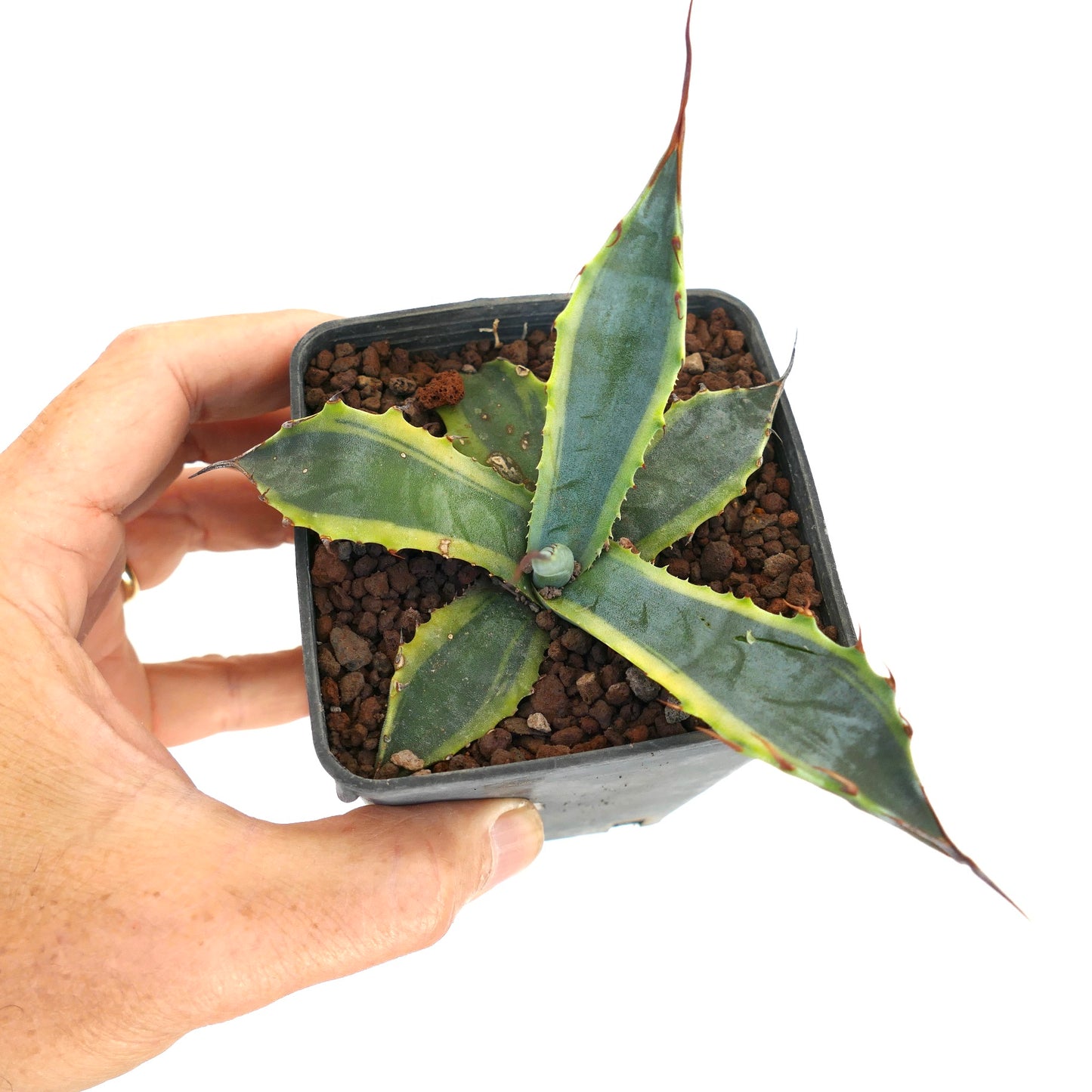 Agave subsimplex succulent with thick variegated leaves and sharp reddish spines in small pot