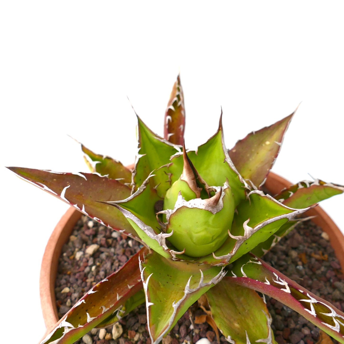 Agave titanoa RED-GREEN clone 50S