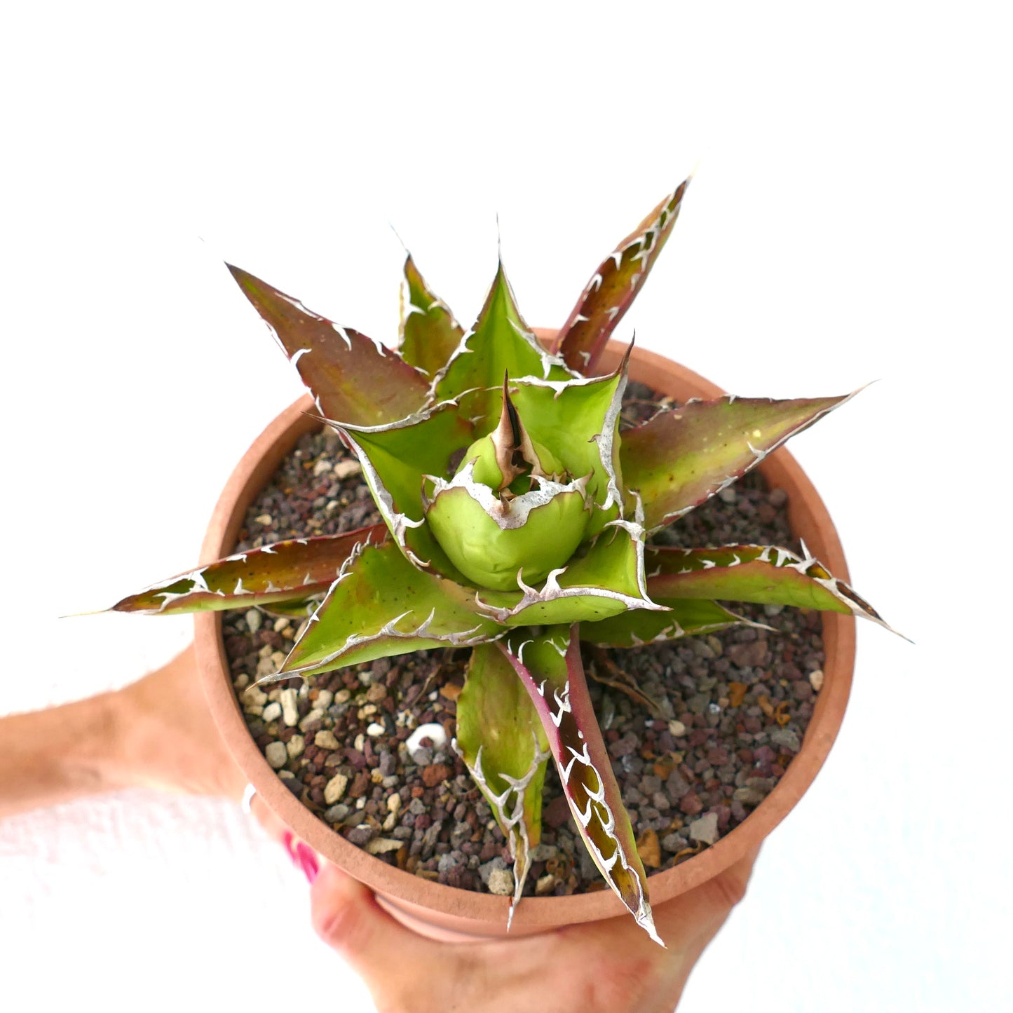 Agave titanoa RED-GREEN clone 50S