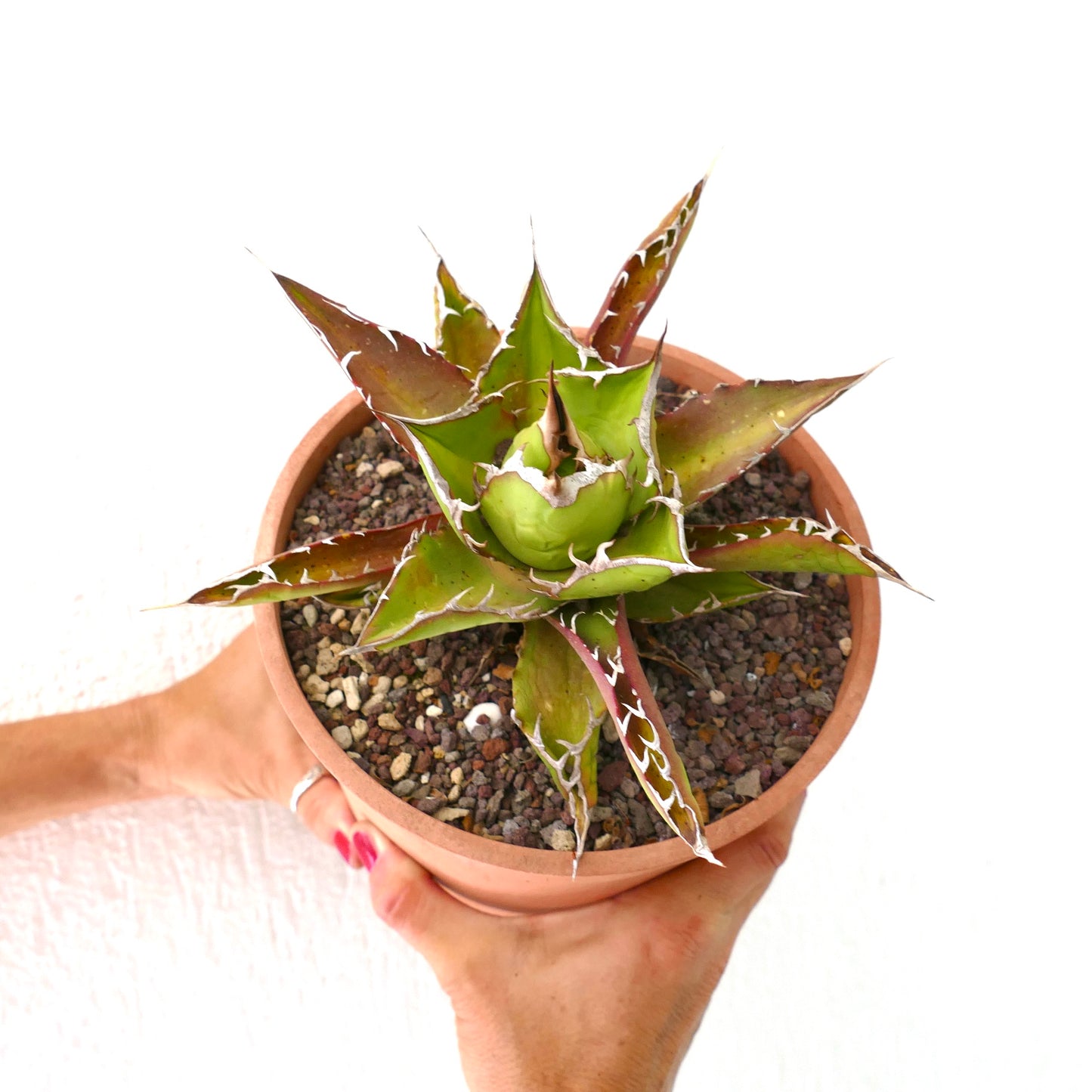 Agave titanoa RED-GREEN clone 50S