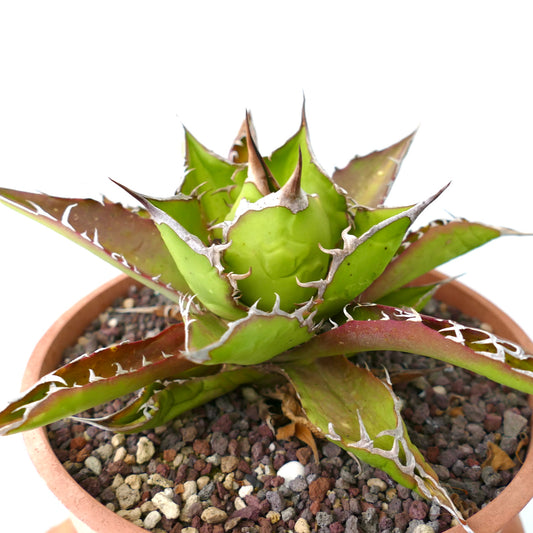 Agave titanoa RED-GREEN clone 50S