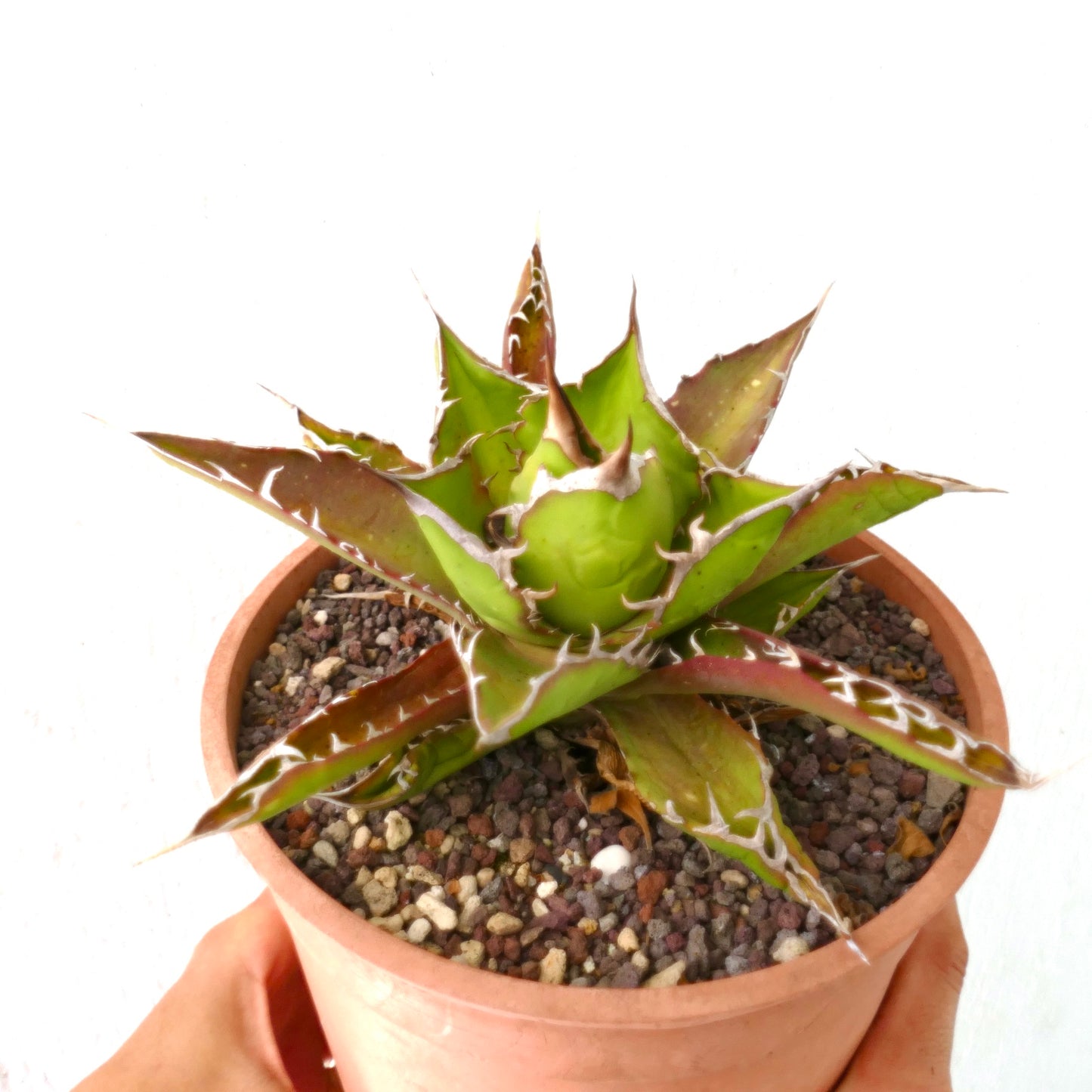 Agave titanoa RED-GREEN clone 50S