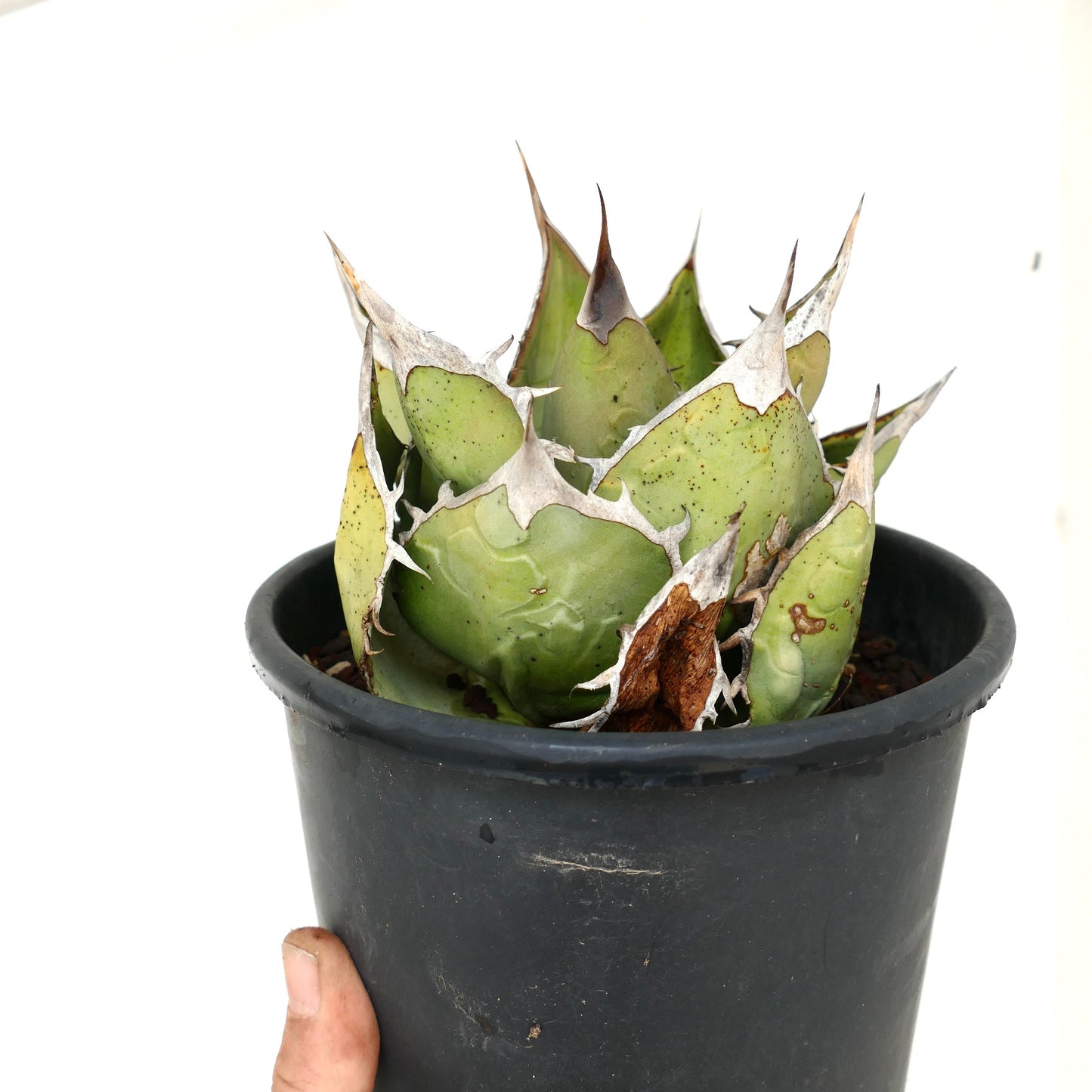 Agave oteroi OAXACA