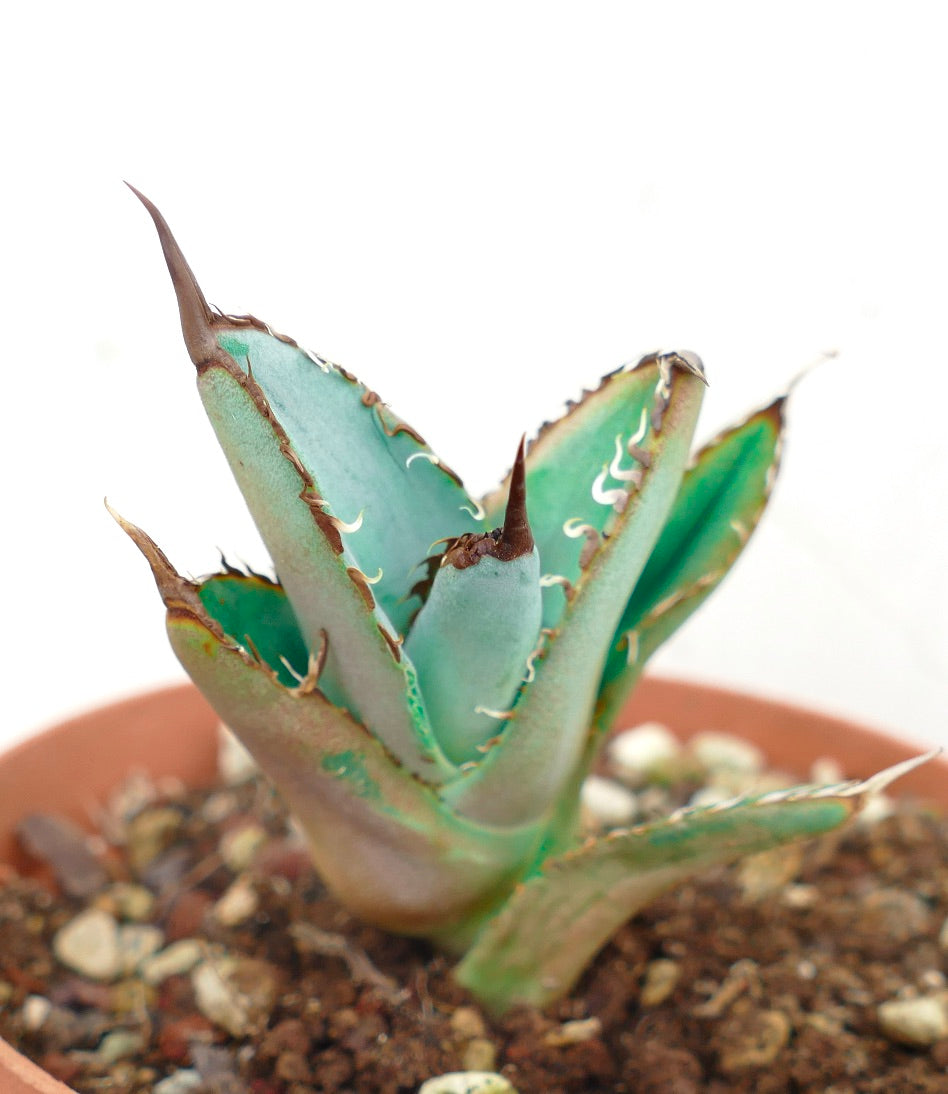 アガベコレクション | Botanical Archive | ご覧ください