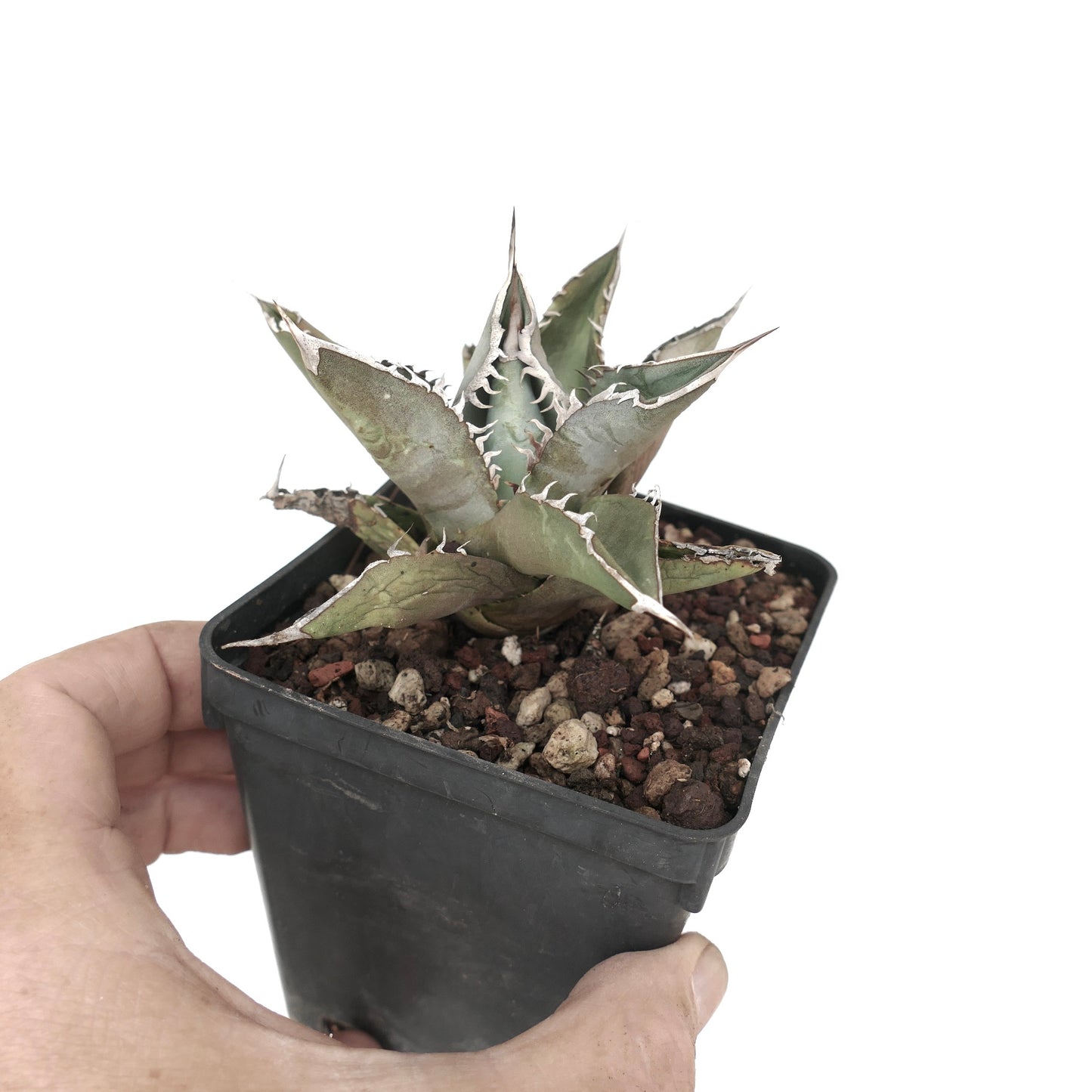 Agave titanota GREY TIGER SHARK (ex Van Dyck)