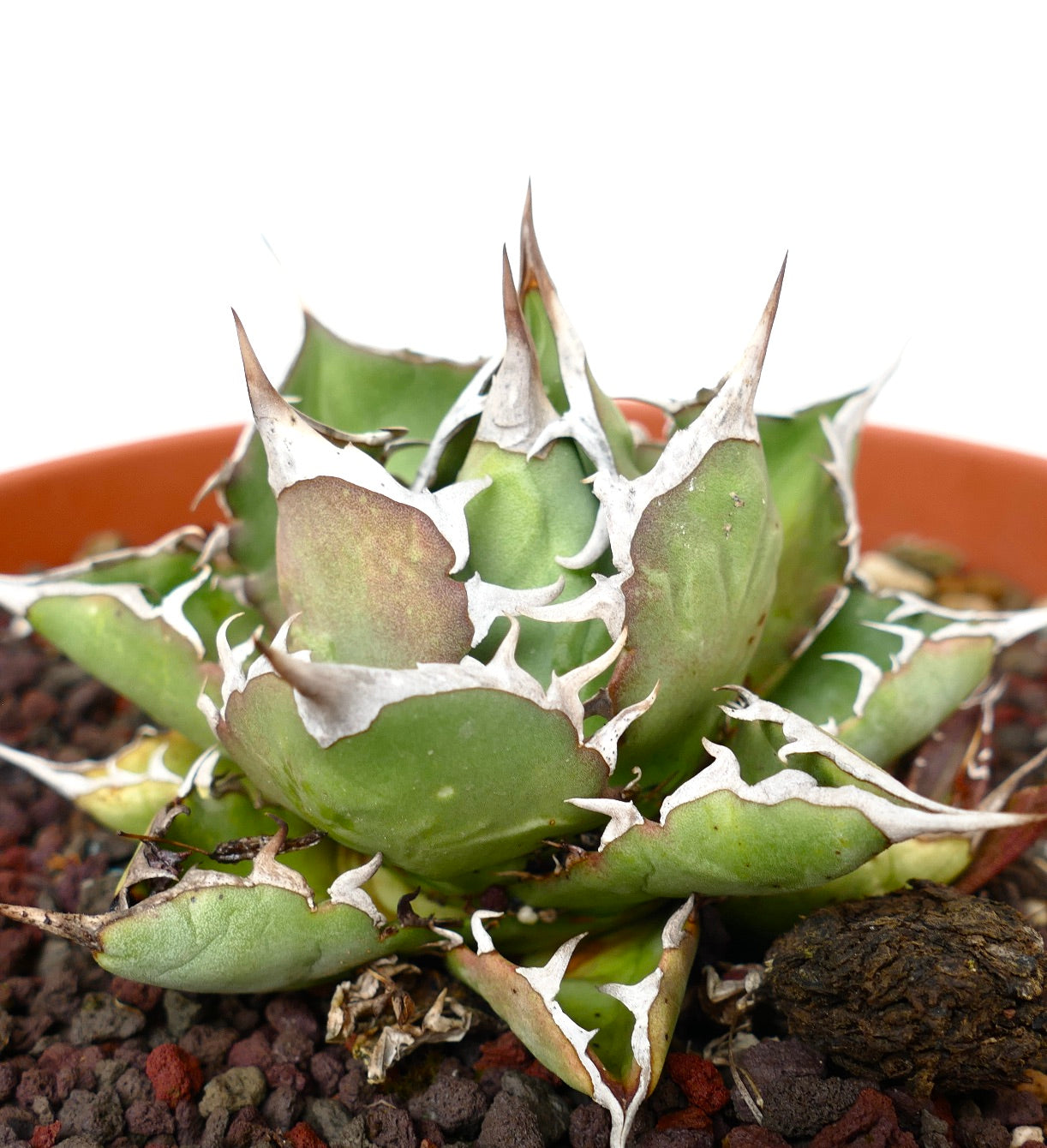 Agave titanota cv BARAKAT