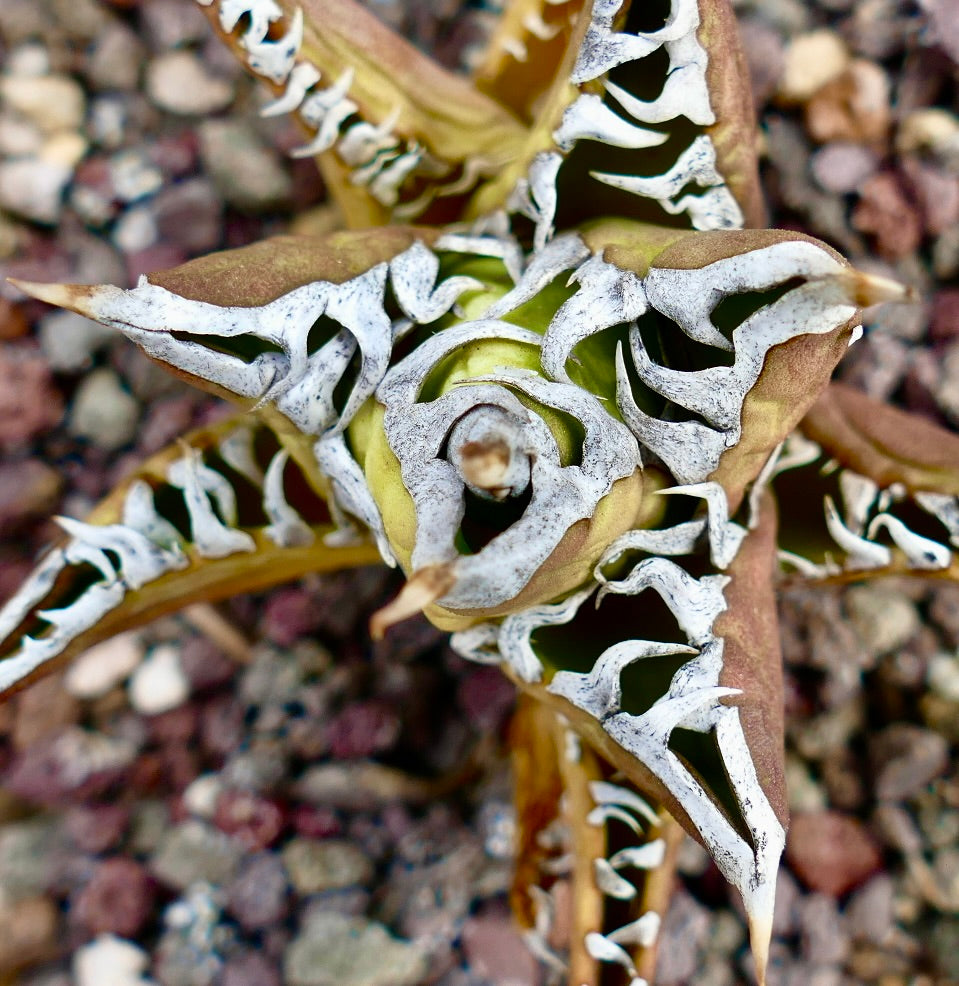 Agave titanota cv RED CAT x TIGER JUNGLE (ex Netherlands)