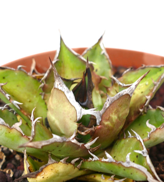 Agave titanota SHARK SHOUI compact