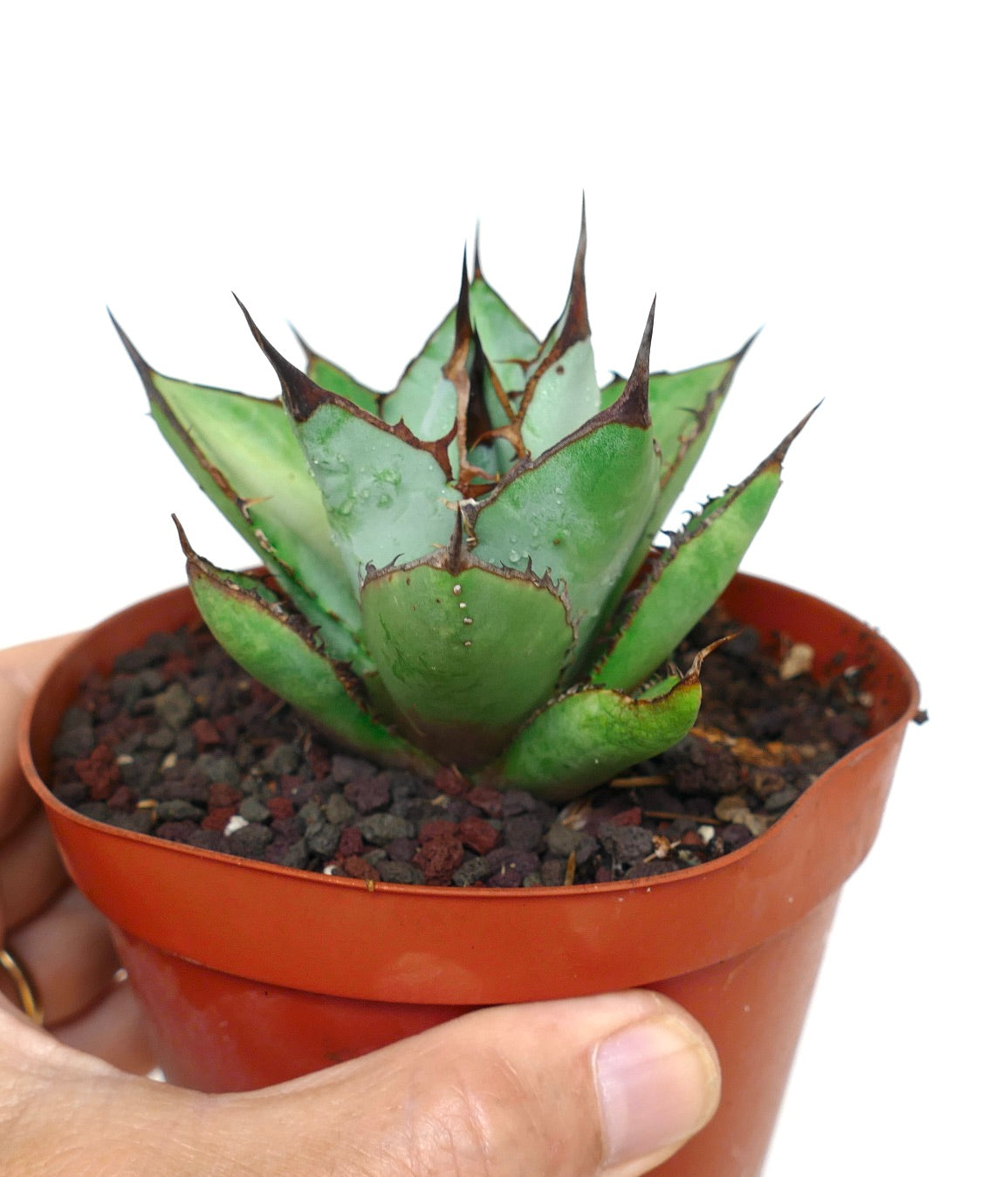 Agave titanota BLU & BLACK | Rare Agave Titanota Clones | Buy Now