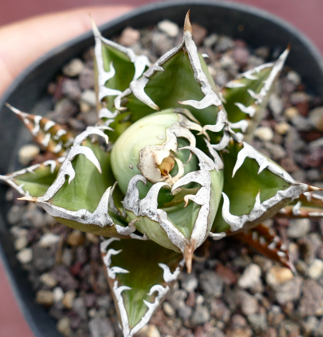 Agave titanota SHARK SHOUI compact