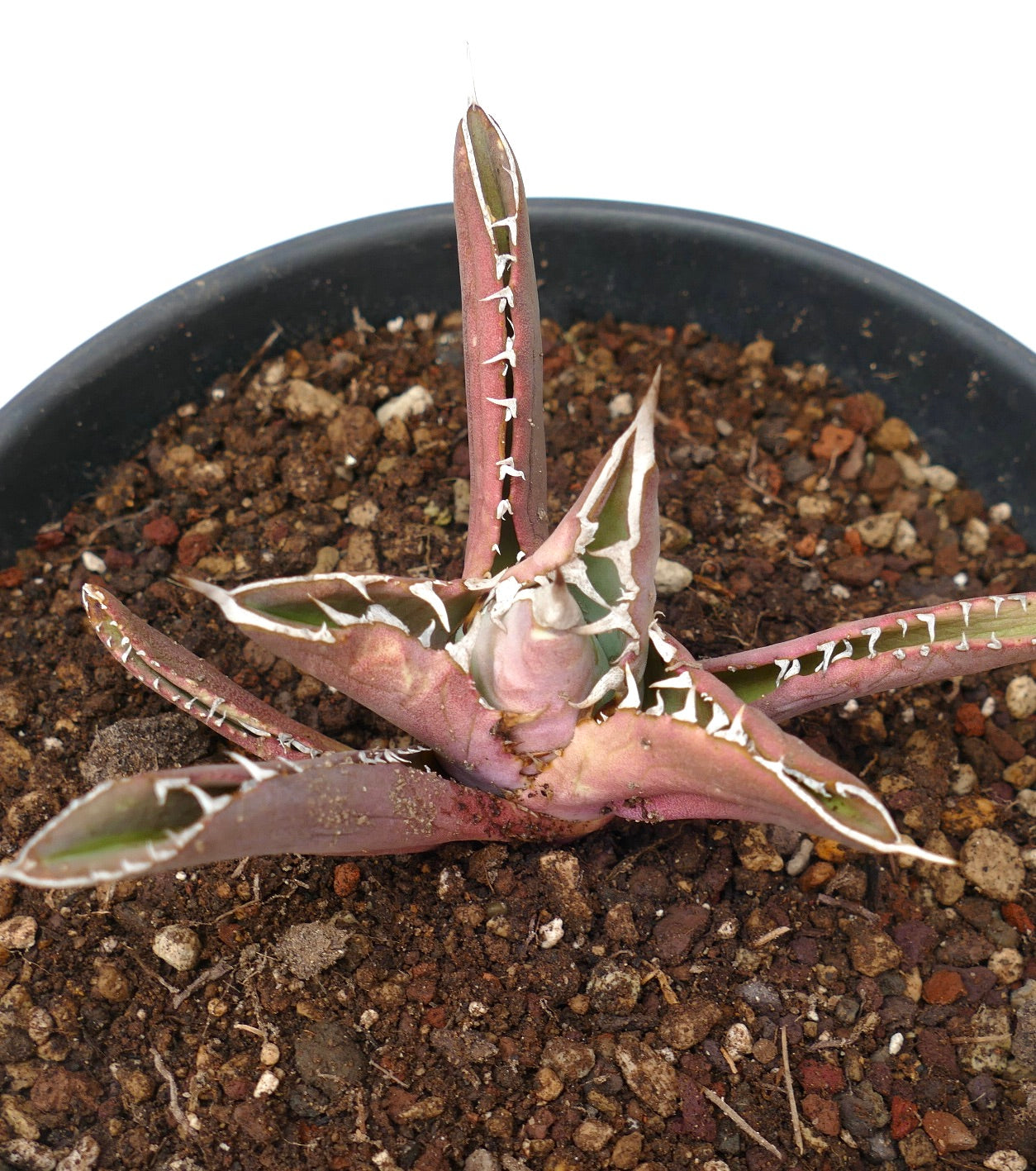 Agave titanota RED TIGER SHARK (ex Torrisi)