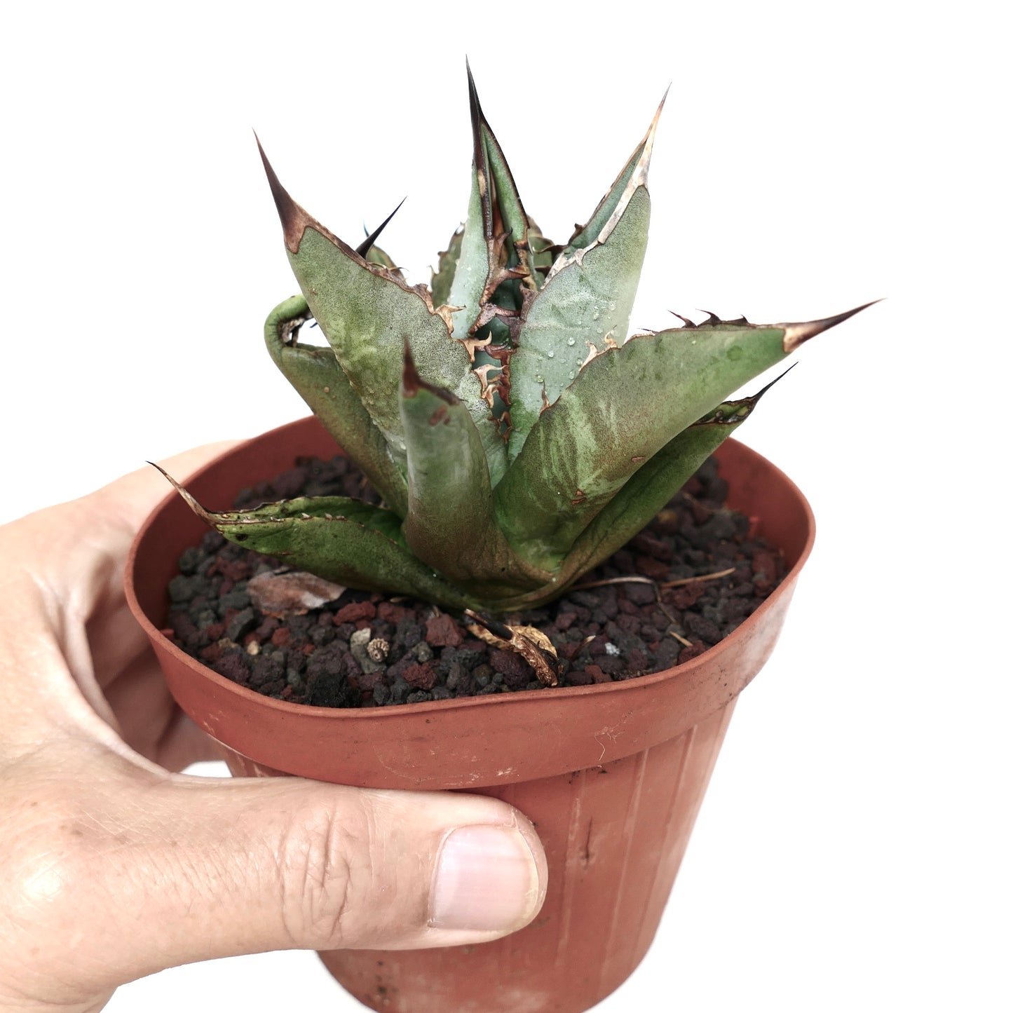 Agave titanota GREY LONGISPINUS clone LIPARI