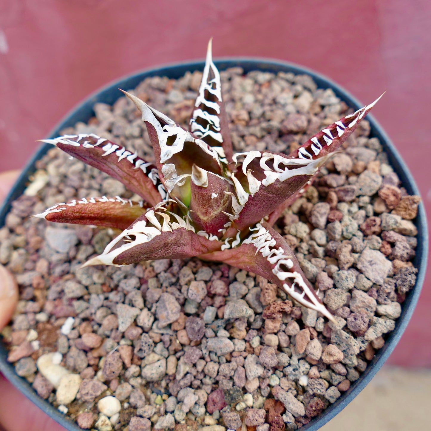 Agave titanota 