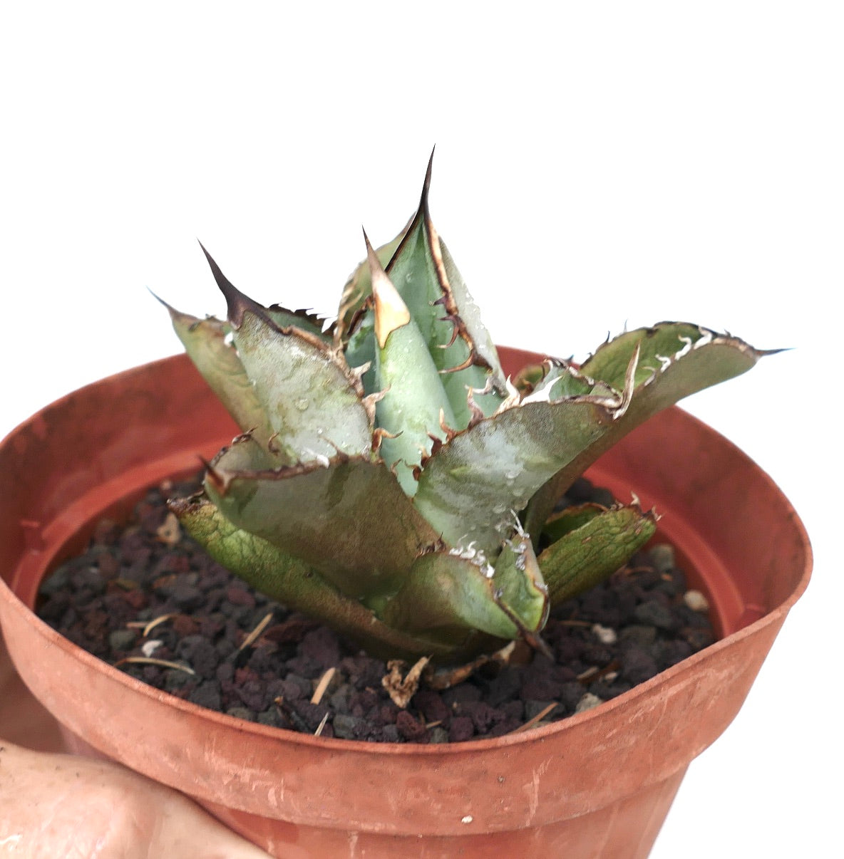 Agave titanota cv GREY TIGER