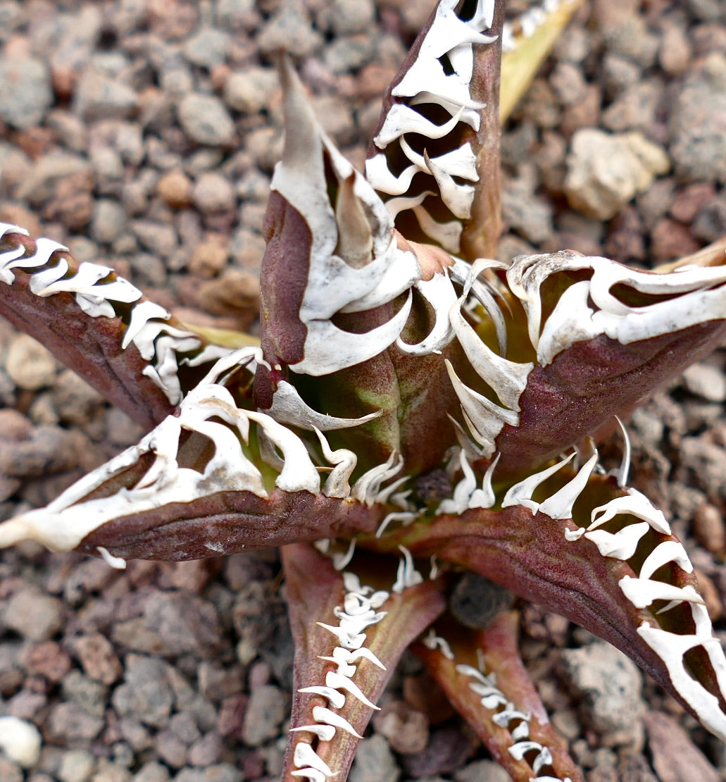 Agave titanota 