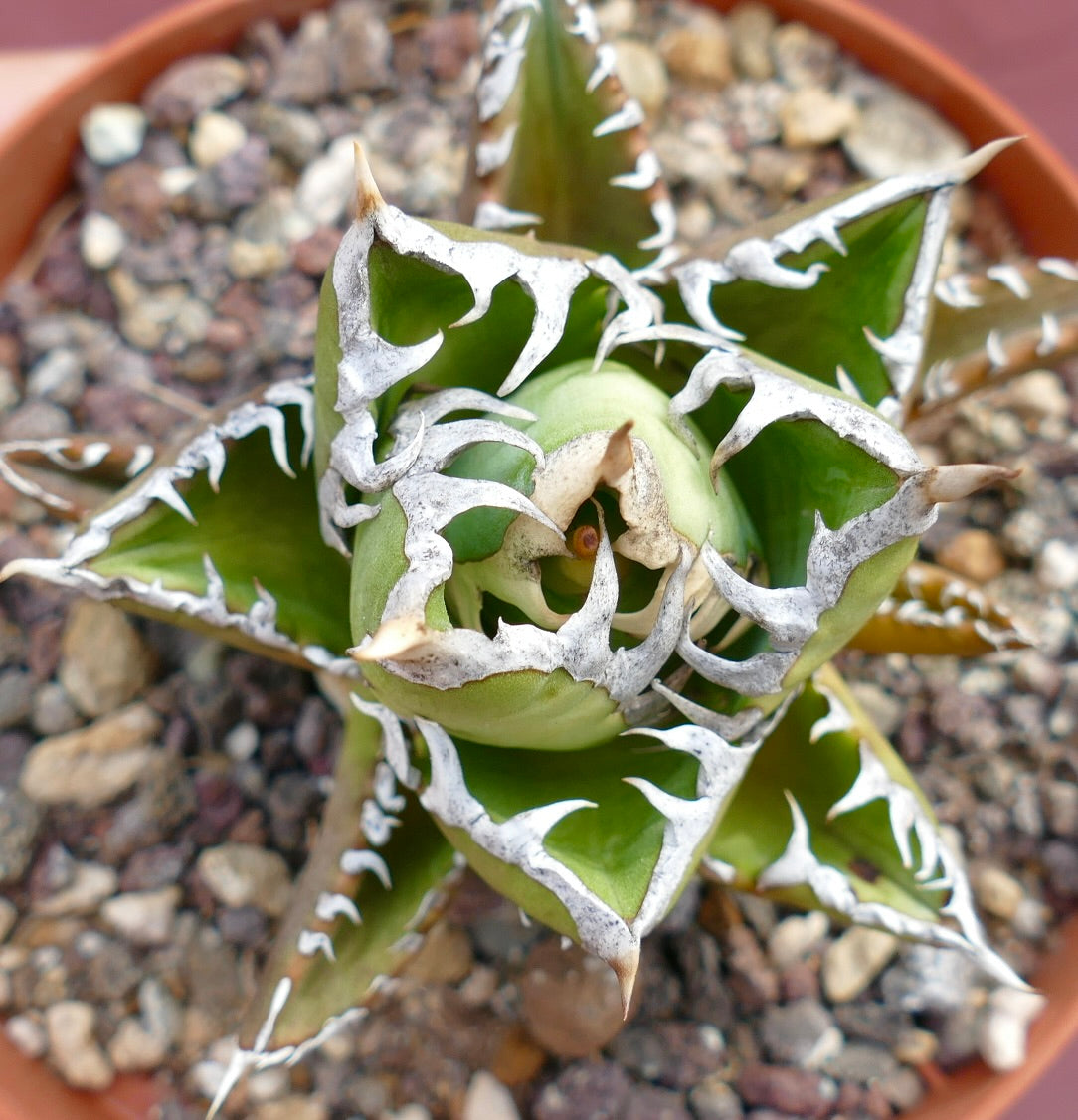 Agave titanota 