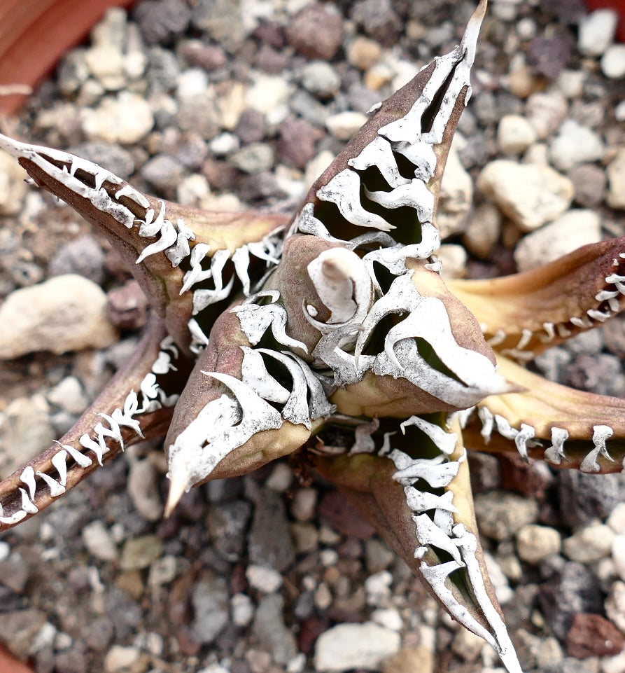 Agave titanota cv TIGER JUNGLE (ex Netherlands market)