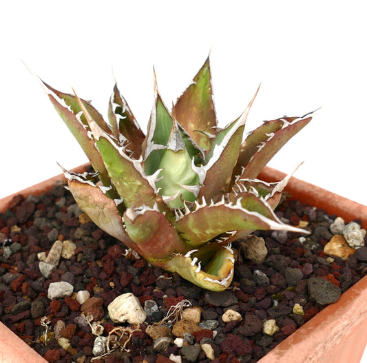 Agave titanota CV TIGER SHARK selected