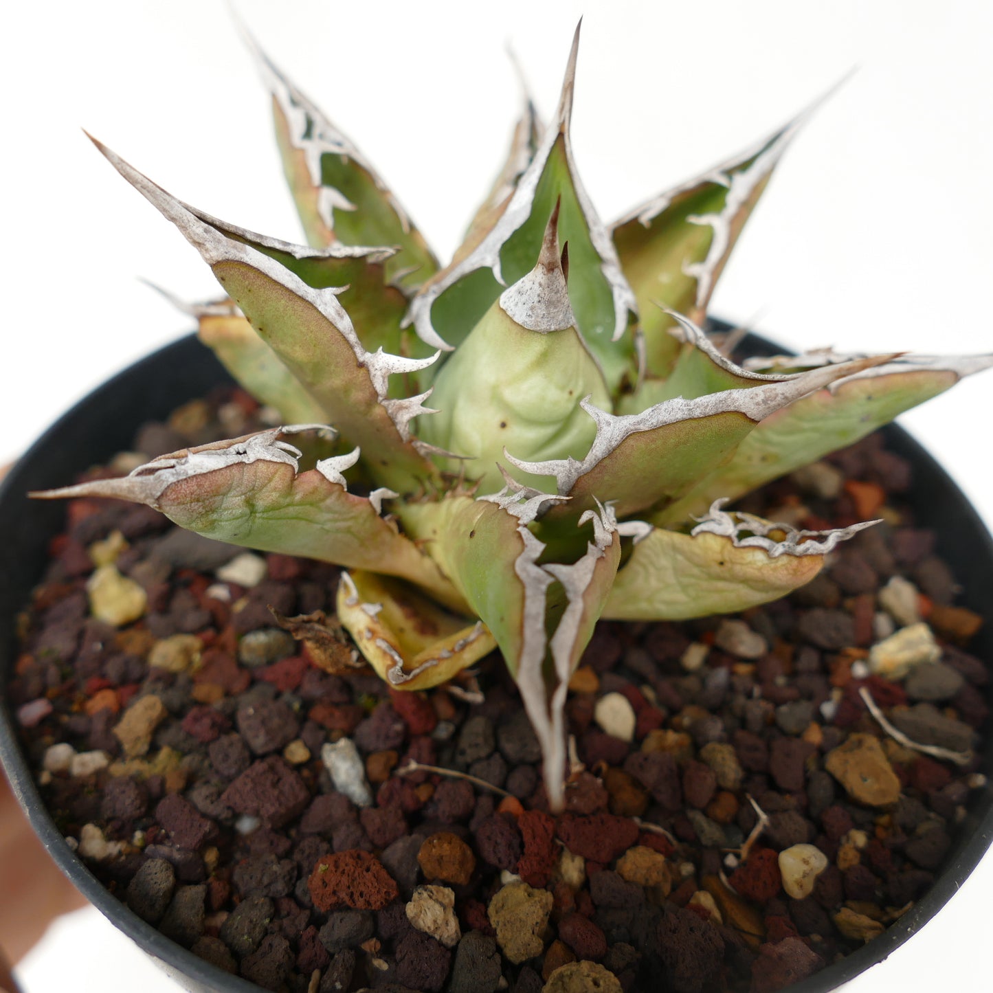 Agave titanota cv SALINA with long final spines