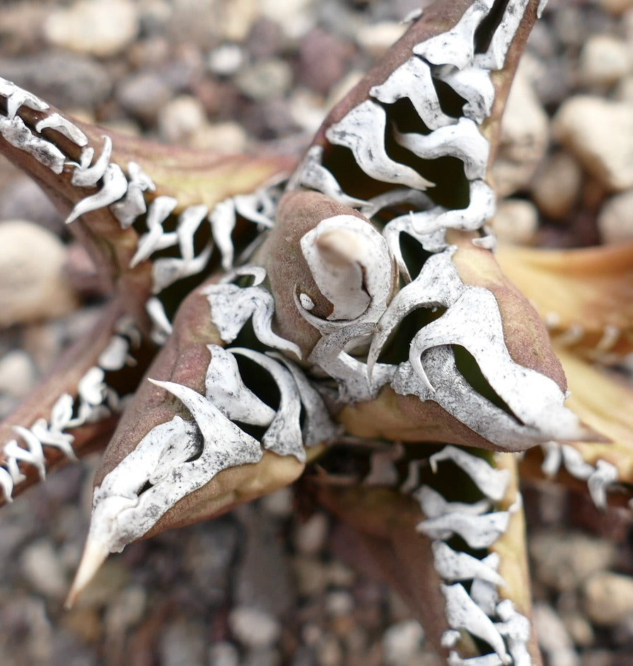 Agave titanota cv TIGER JUNGLE (ex Netherlands market)