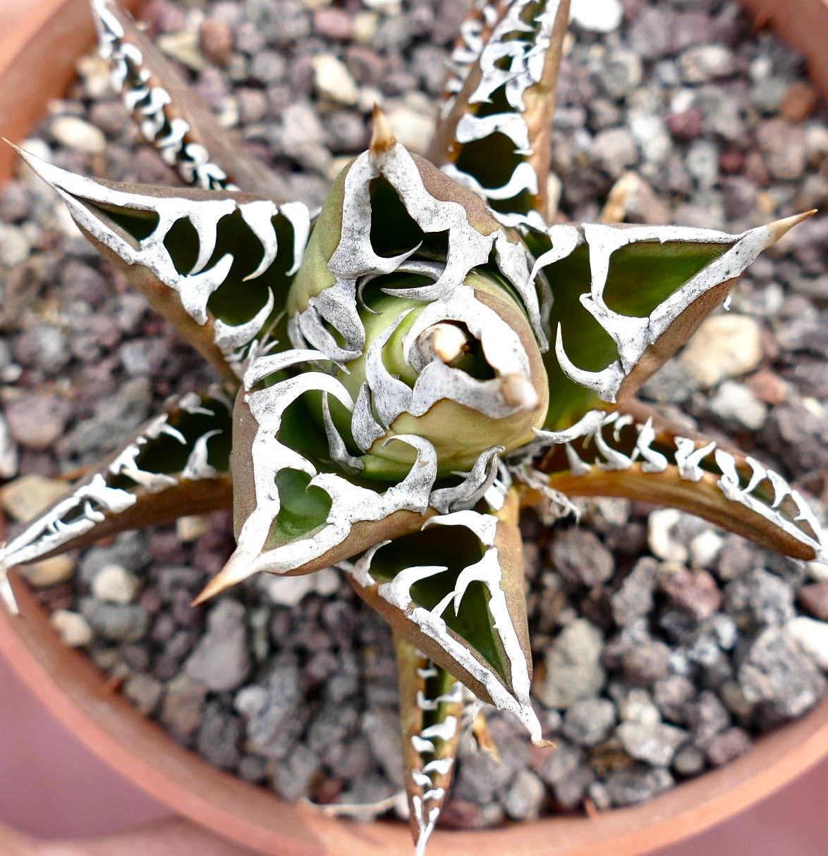 Agave titanota 