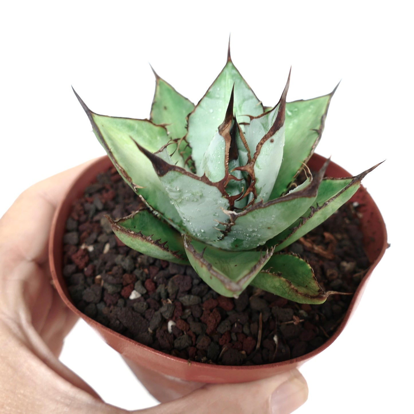 Agave titanota BLU & BLACK