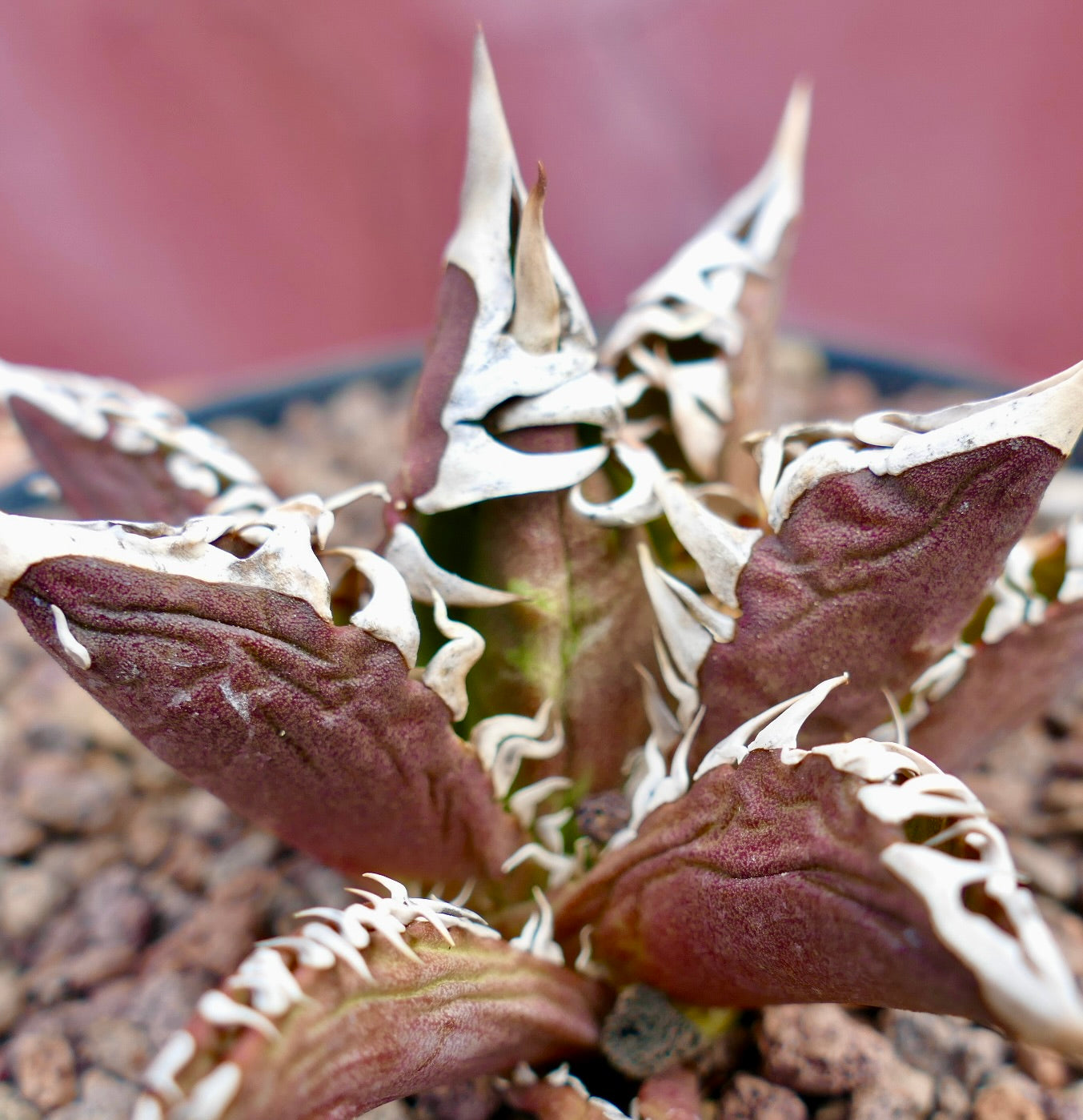 Agave titanota cv REDCAT