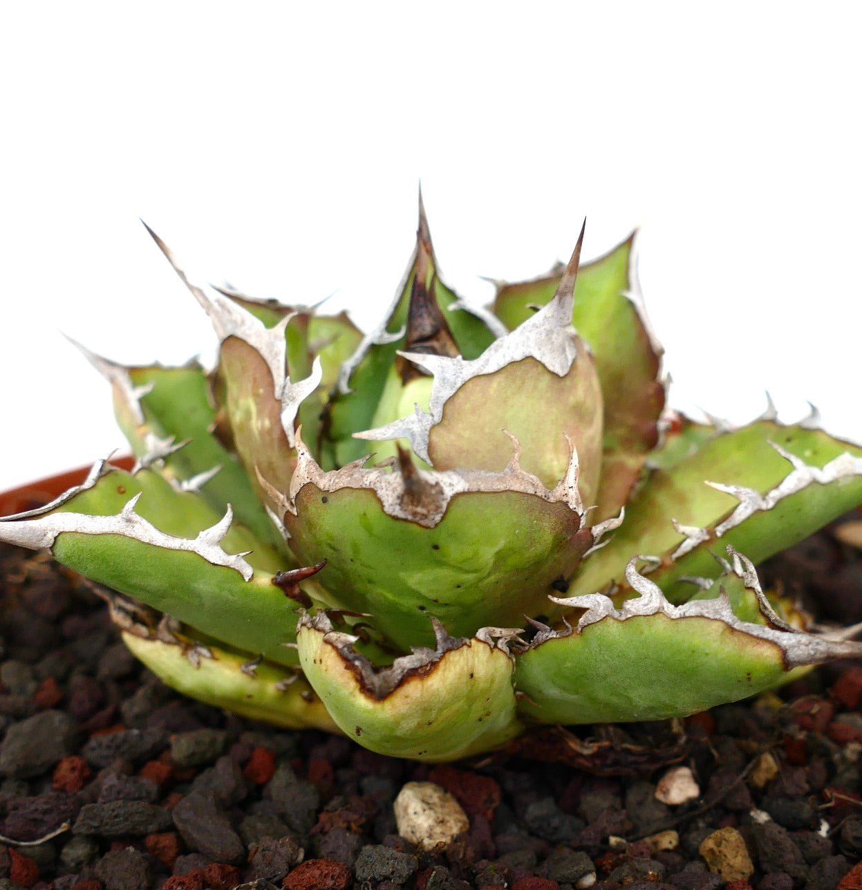 Agave titanota cv SHARK SHOUI compact