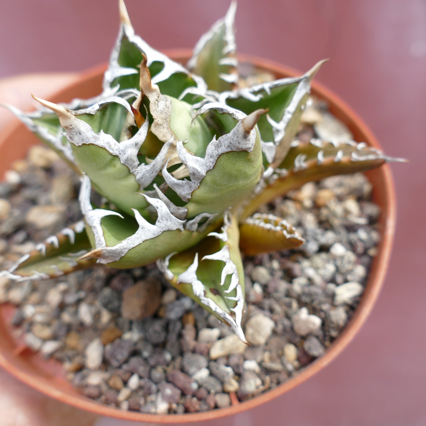 Agave titanota cv SHARK SHOUI compact