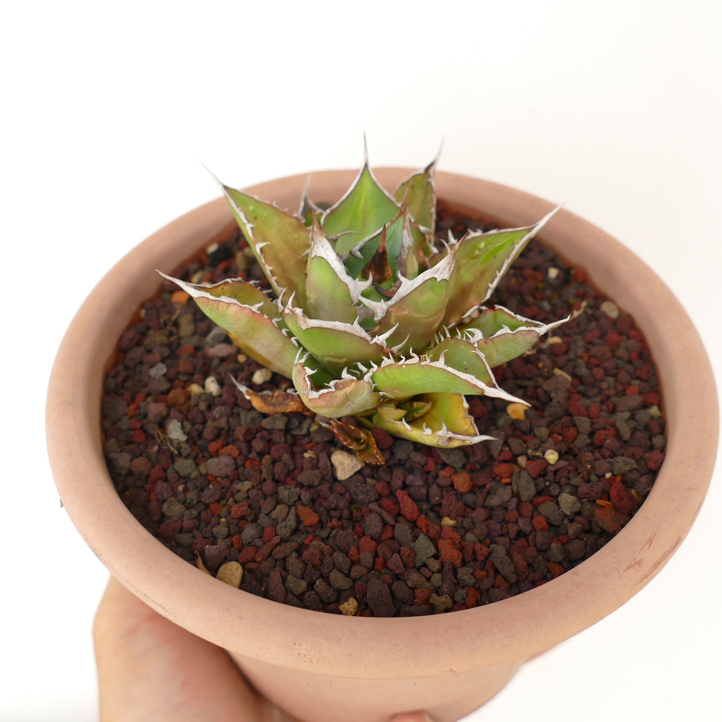 Agave titanota cv SHARK SHOUI compact