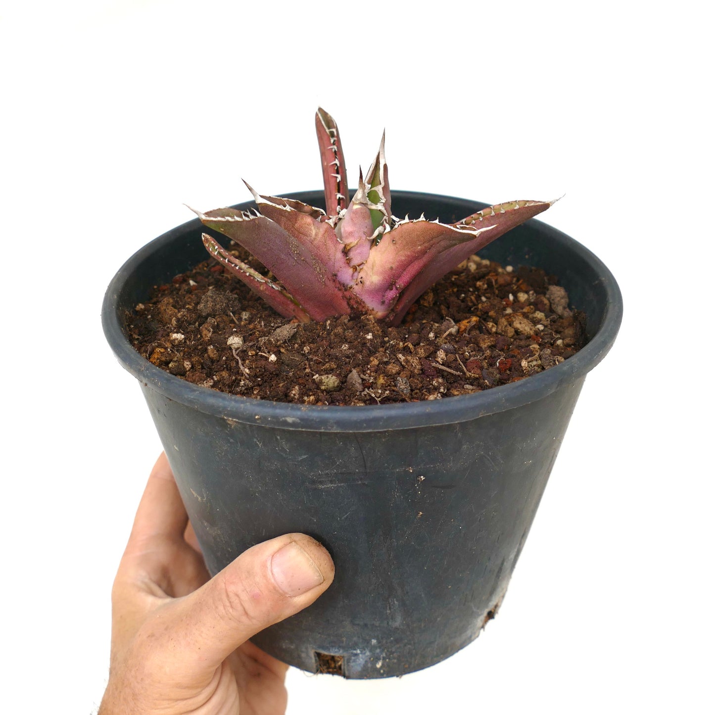 Agave titanota RED TIGER SHARK (ex Torrisi)