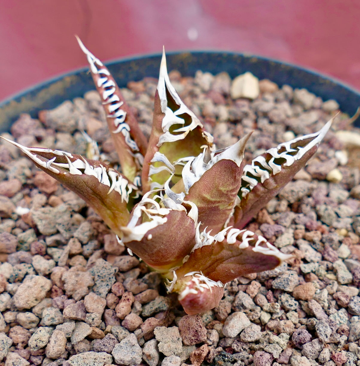 Agave titanota cv REDCAT (selected)