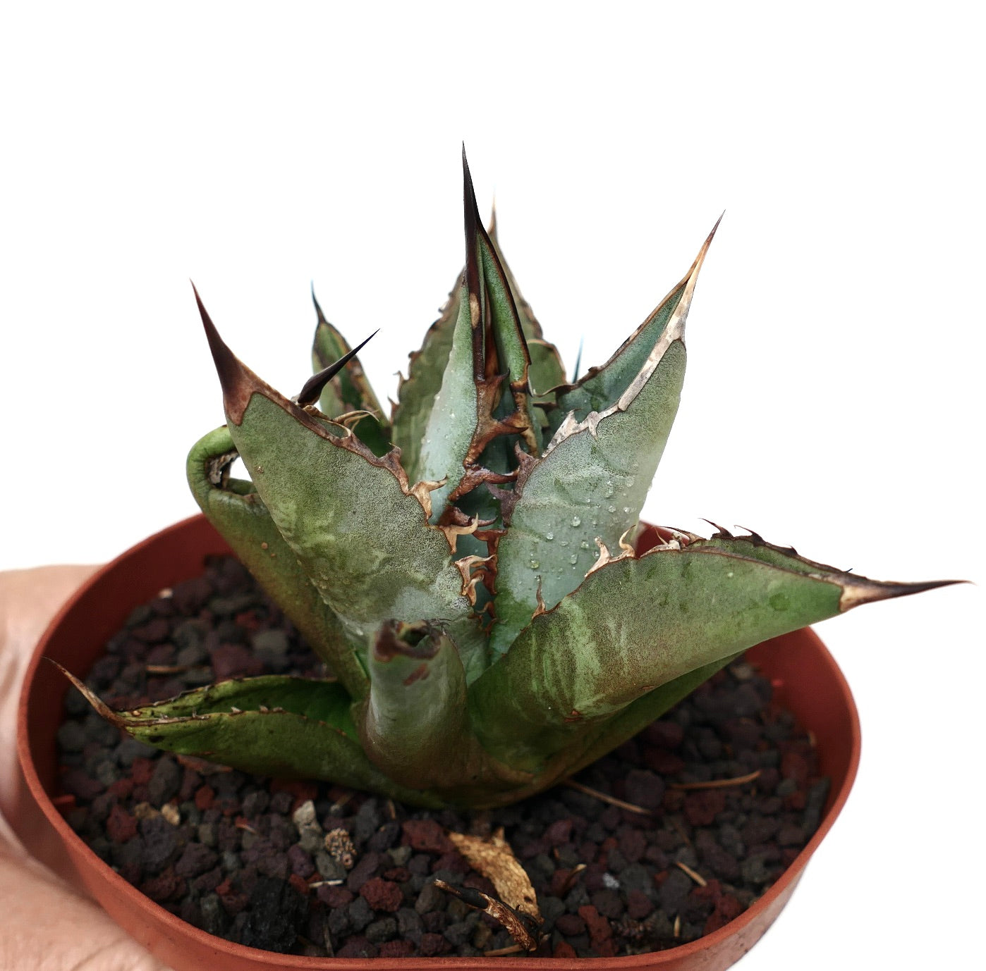 Agave titanota GREY LONGISPINUS clone LIPARI