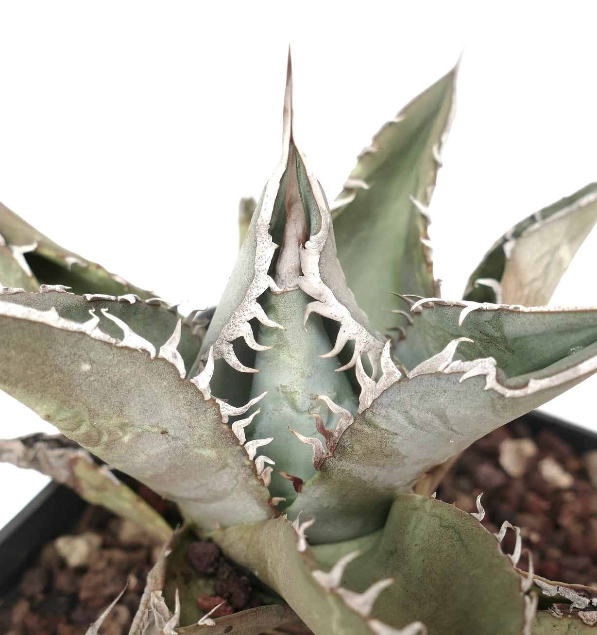 Agave titanota GREY TIGER SHARK (ex Van Dyck)