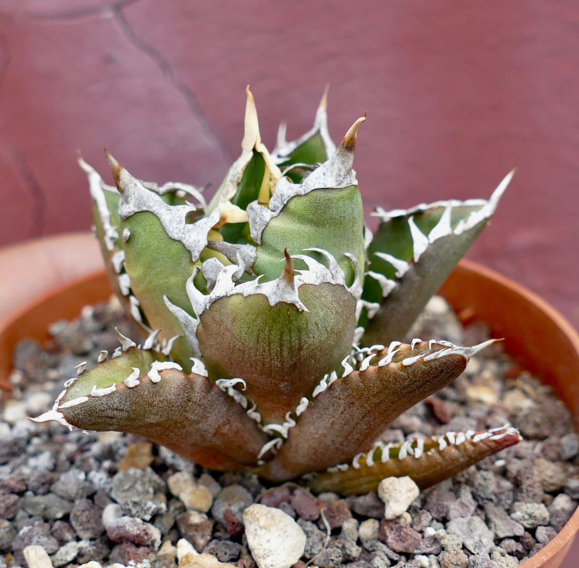 Agave titanota compact clone SHARK SHOUI