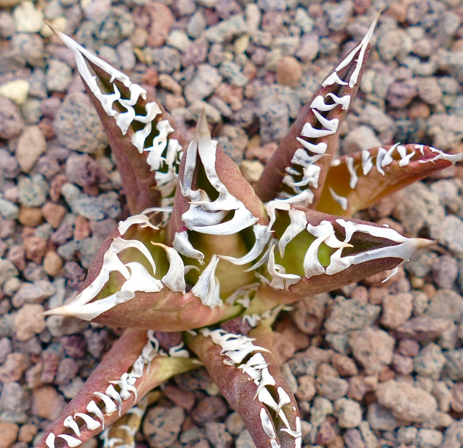 Agave titanota 