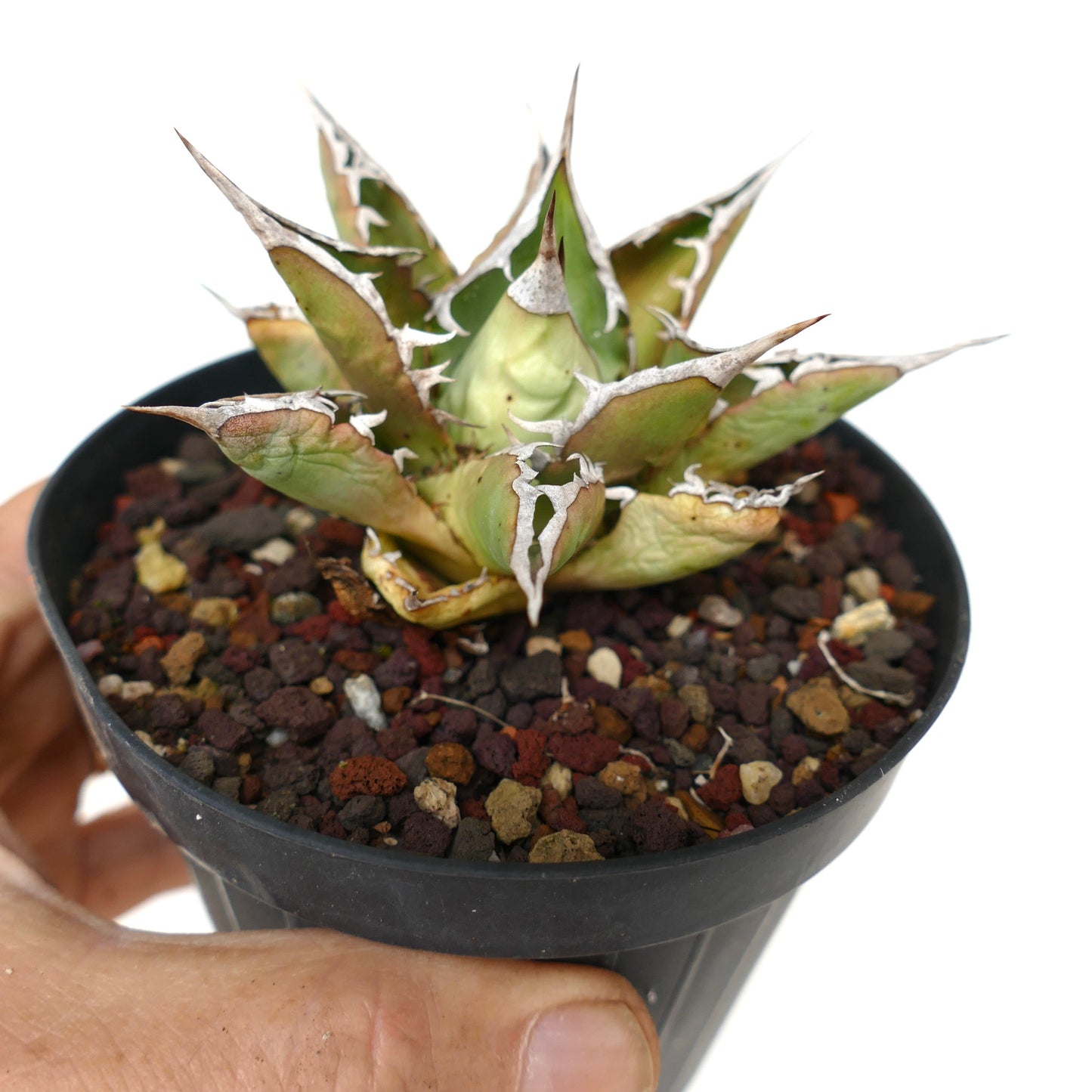 Agave titanota cv SALINA with long final spines