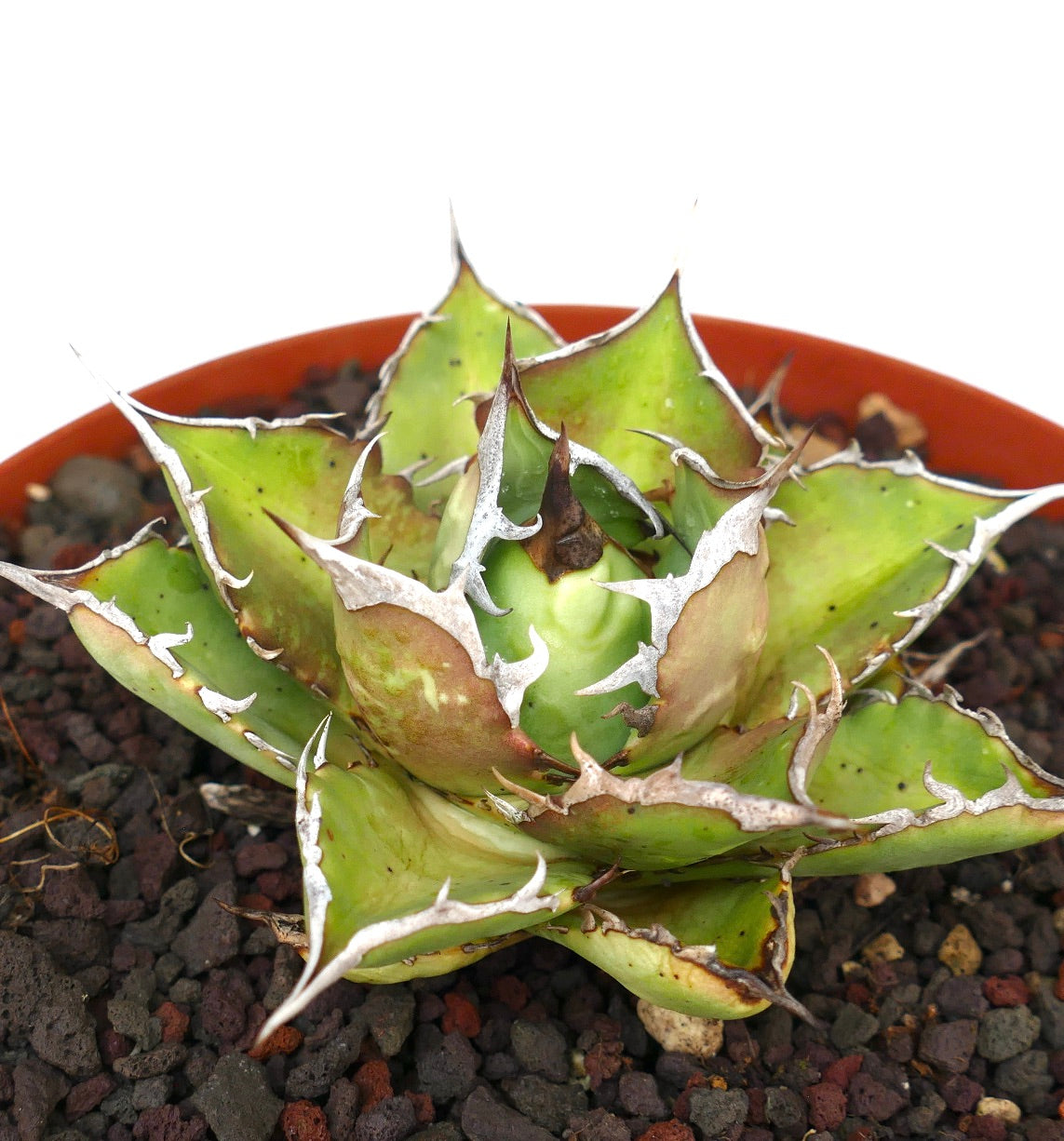 Agave titanota cv SHARK SHOUI compact