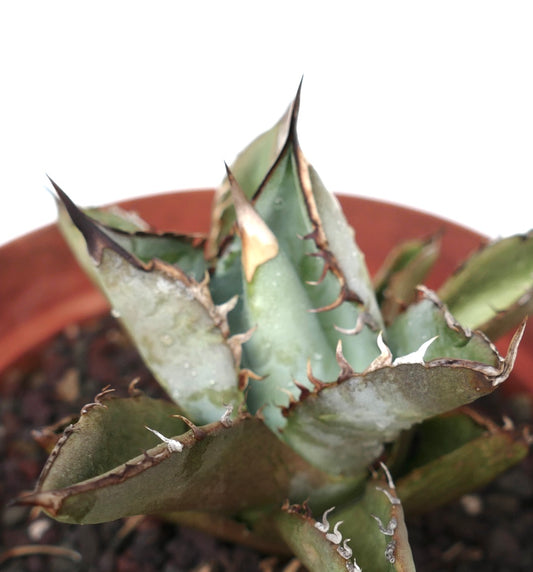 Agave titanota cv GREY TIGER