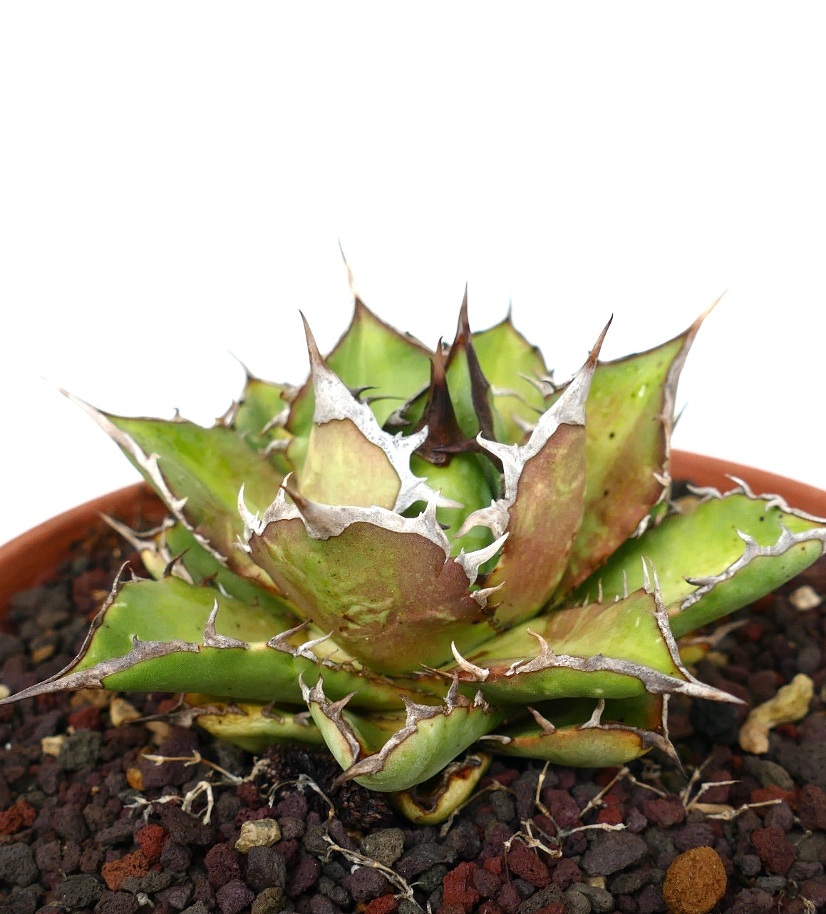 Agave titanota cv SHARK SHOUI compact