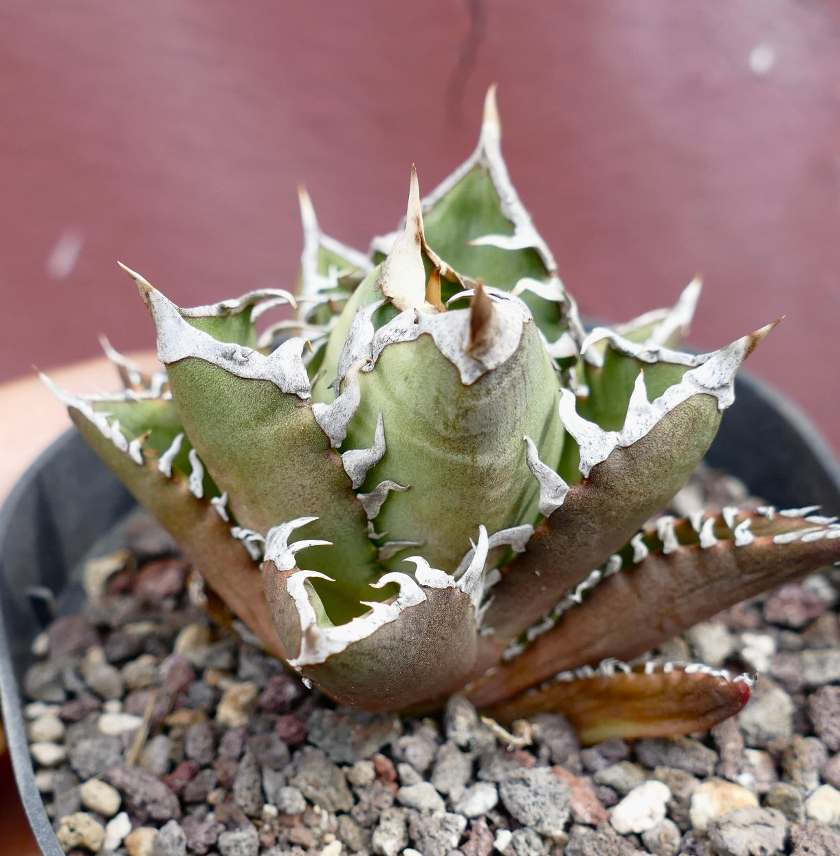 Agave titanota SHARK SHOUI compact