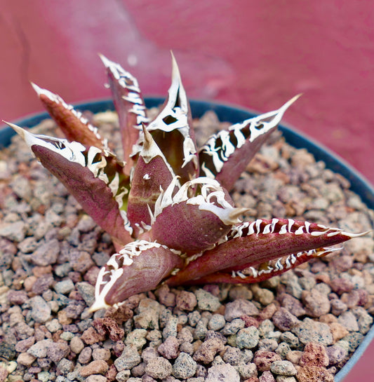 Agave titanota 