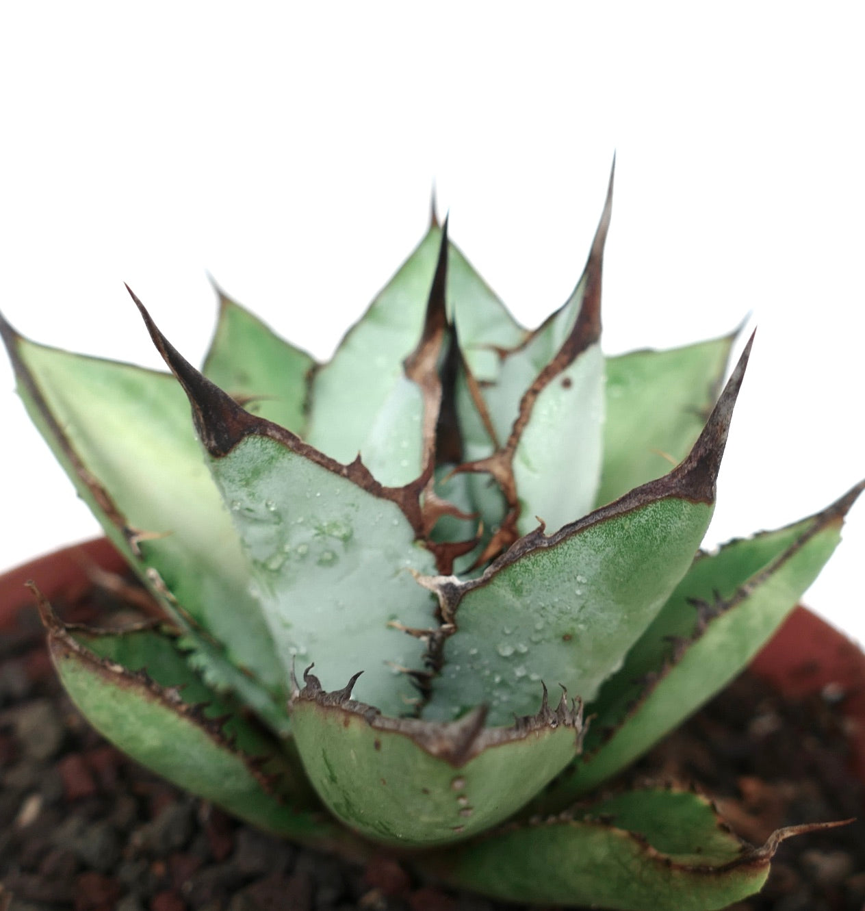 Agave titanota BLU & BLACK | Rare Agave Titanota Clones | Buy Now