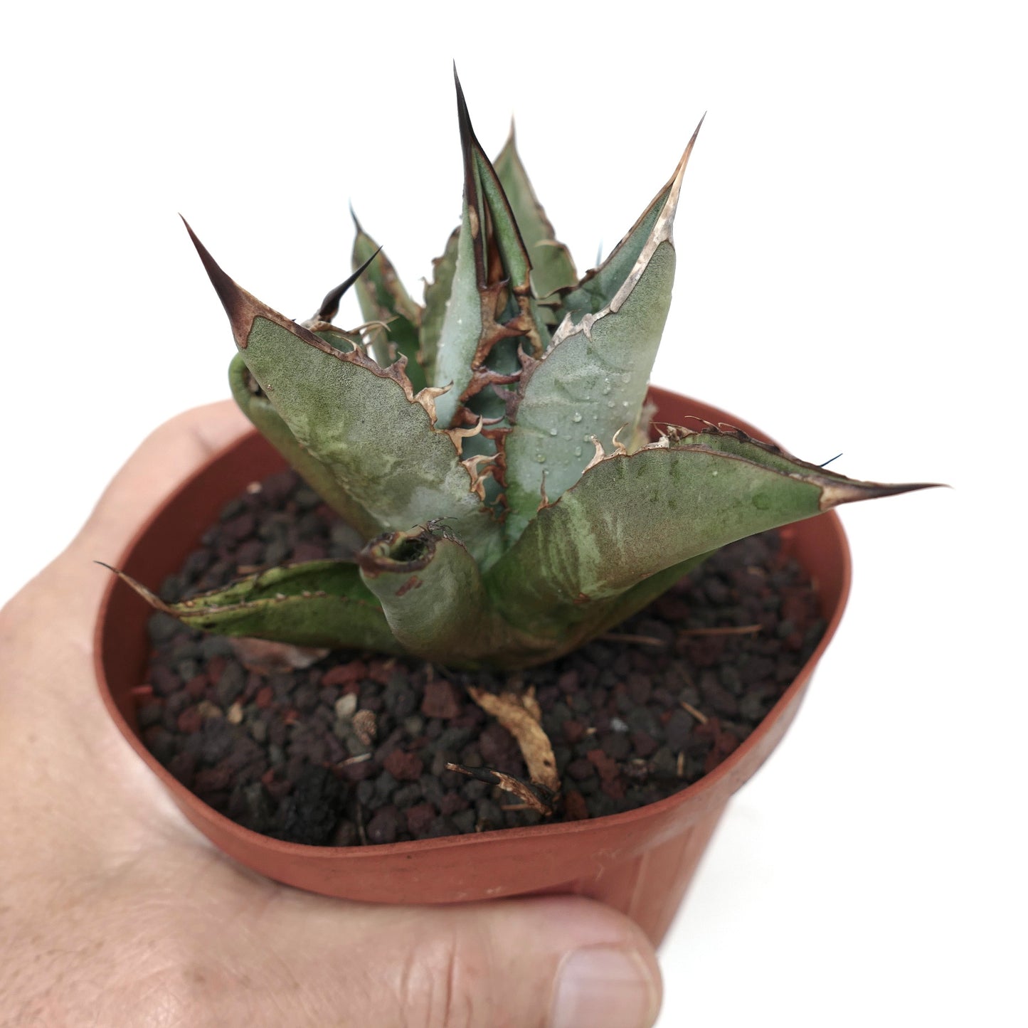 Agave titanota GREY LONGISPINUS clone LIPARI