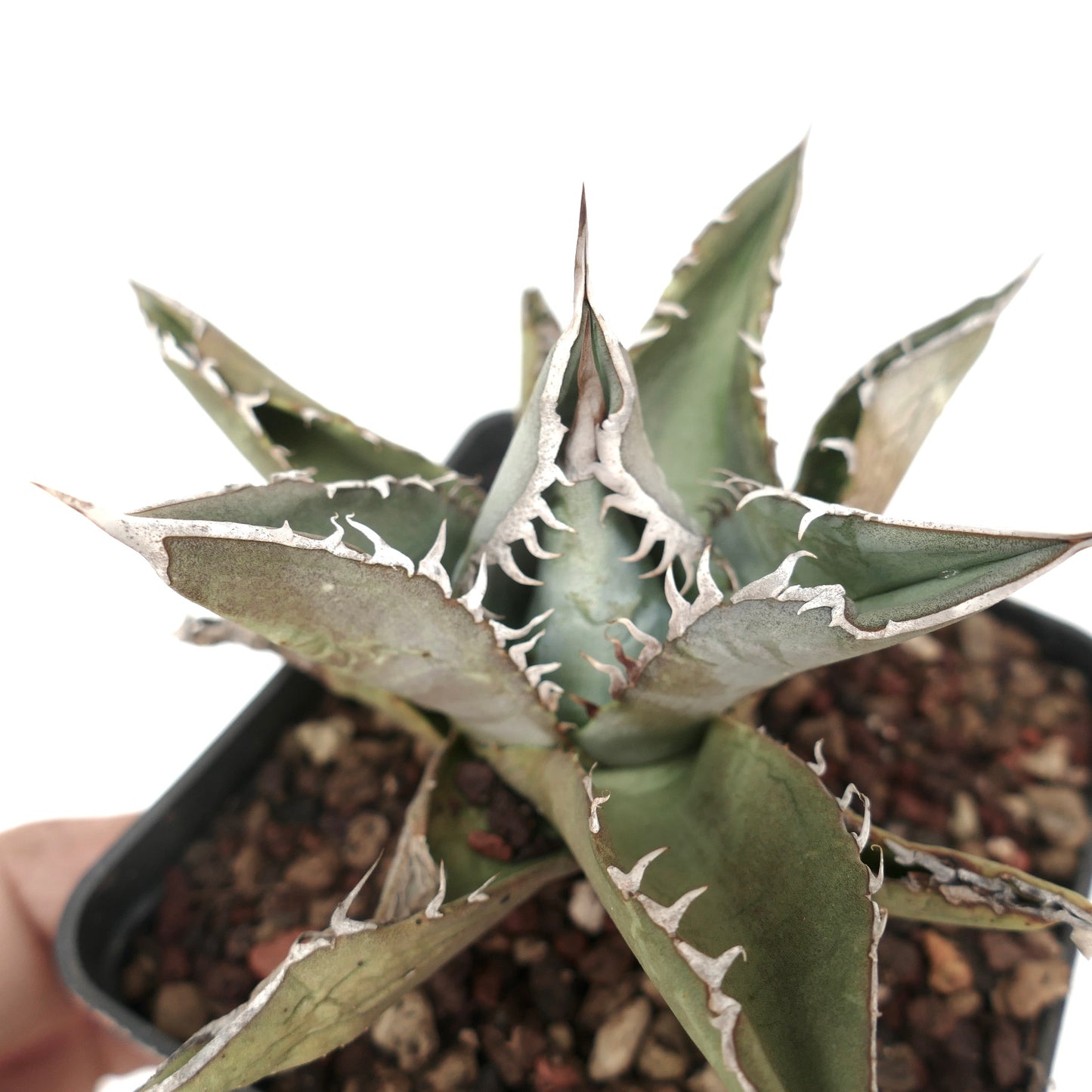 Agave titanota GREY TIGER SHARK (ex Van Dyck)