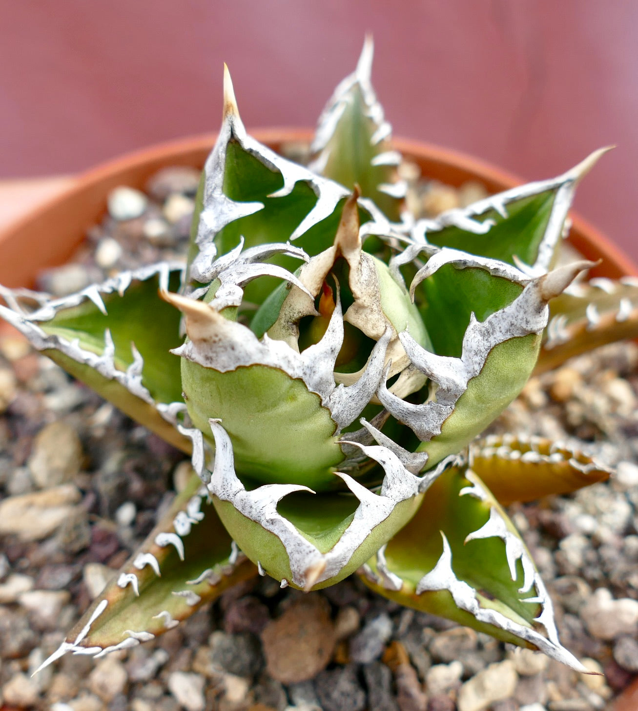 Agave titanota 