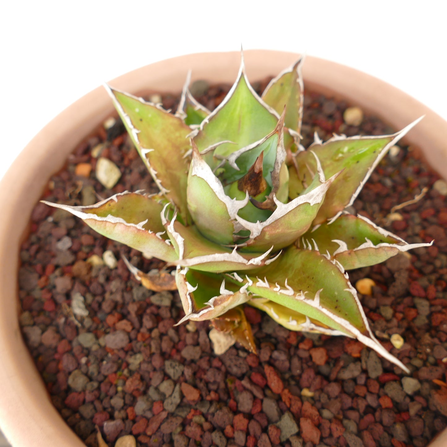 Agave titanota cv SHARK SHOUI compact